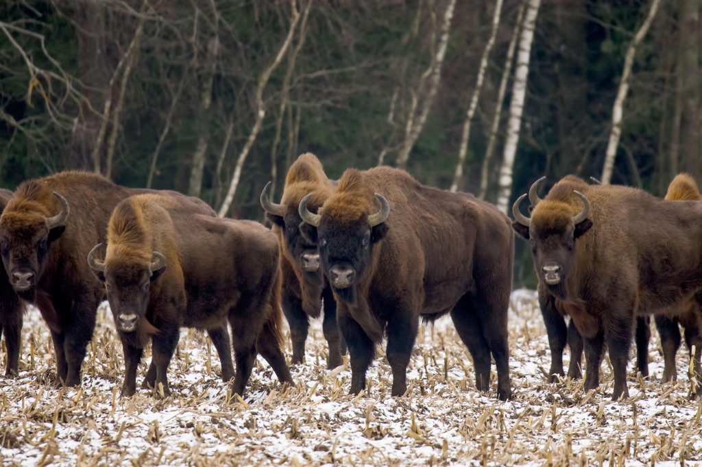 We stand by you — The Global Bison Media